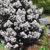 Lunar Magic Crape Myrtle Tree (Multi Trunk) - 3 Gallon Pot -FRUIT TREES & PLANTS Shop crape myrtle lunar magic 22