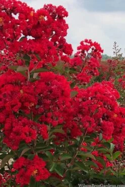 Miss Frances Red Crape Myrtle - 3 Gallon Pot -FRUIT TREES & PLANTS Shop crape myrtle miss frances red 1