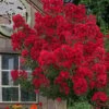 Miss Frances Red Crape Myrtle - 7 Gallon Pot (5-6') 2 Miss Frances Red Crape Myrtle - 7 Gallon Pot (5-6') -FRUIT TREES & PLANTS Shop crape myrtle miss frances red 2 1