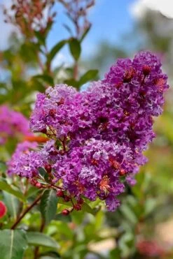 Miss Sandra Purple Crape Myrtle - 1 Gallon Pot -FRUIT TREES & PLANTS Shop crape myrtle miss sandra purple 2