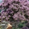 Muskogee Lavender Crape Myrtle Tree (Single Trunk) - 5 Gallon Pot -FRUIT TREES & PLANTS Shop crape myrtle muskogee 200