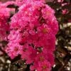 Twilight Magic Crape Myrtle - 3 Gallon Pot -FRUIT TREES & PLANTS Shop crape myrtle twilight magic 1