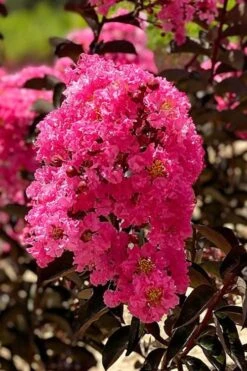 Twilight Magic Crape Myrtle - 3 Gallon Pot