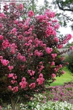 Twilight Magic Crape Myrtle - 3 Gallon Pot -FRUIT TREES & PLANTS Shop crape myrtle twilight magic 2