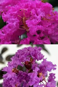Twilight Purple Crape Myrtle - 7 Gallon Pot (3-4') -FRUIT TREES & PLANTS Shop crape myrtle twilight purple 22 6