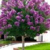 Twilight Purple Crape Myrtle (Single Trunk Tree) - 3 Gallon Pot -FRUIT TREES & PLANTS Shop crape myrtle twilight purple single trunk 1