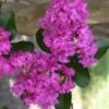 Zuni Purple Crape Myrtle - 1 Gallon Pot 2 Zuni Purple Crape Myrtle - 1 Gallon Pot -FRUIT TREES & PLANTS Shop crape myrtle zuni 3