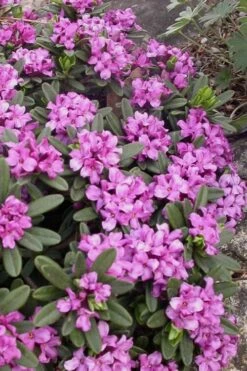 Lawrence Crocker Dwarf Daphne - 1 Gallon Pot -FRUIT TREES & PLANTS Shop daphne lawrence crocker 3