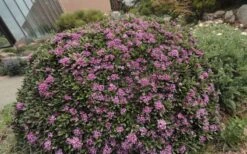 Lawrence Crocker Dwarf Daphne - 1 Gallon Pot -FRUIT TREES & PLANTS Shop daphne lawrence crocker 7