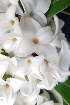 White Perfume Princess Winter Daphne - 3 Gallon Pot -FRUIT TREES & PLANTS Shop daphne white perfume princess 3