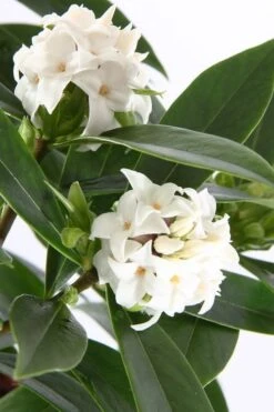 White Perfume Princess Winter Daphne - 3 Gallon Pot -FRUIT TREES & PLANTS Shop daphne white perfume princess 4