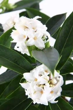 White Perfume Princess Winter Daphne - 3 Gallon Pot -FRUIT TREES & PLANTS Shop daphne white perfume princess 6
