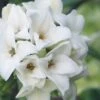 White Perfume Princess Winter Daphne - 3 Gallon Pot -FRUIT TREES & PLANTS Shop daphne white perfume princess 9