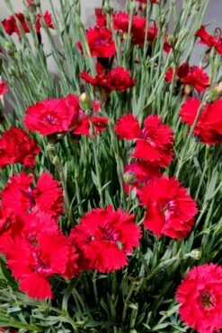 Fire Star Dianthus (Carnation) - 1 Gallon Pot -FRUIT TREES & PLANTS Shop dianthus fire star 2