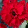Fire Star Dianthus (Carnation) - 1 Gallon Pot -FRUIT TREES & PLANTS Shop dianthus fire star cottage pinks 100