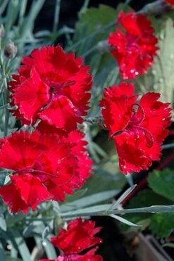 Fire Star Dianthus (Carnation) - 1 Gallon Pot -FRUIT TREES & PLANTS Shop dianthus fire star cottage pinks 101