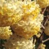 Snow Cream Edgeworthia Paper Bush - 3 Gallon -FRUIT TREES & PLANTS Shop edgeworthia snow cream 1