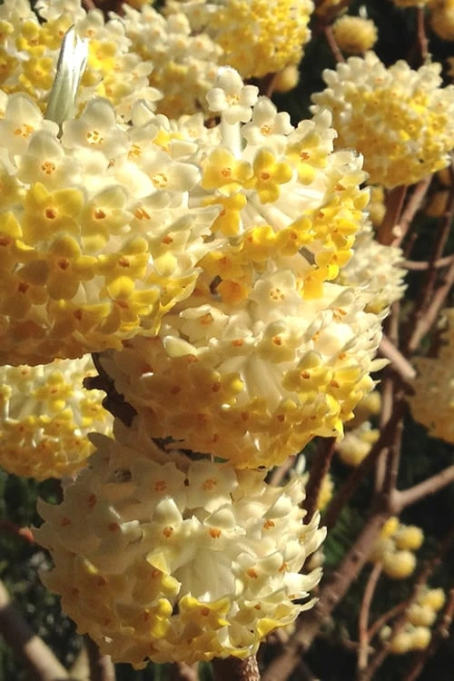 Snow Cream Edgeworthia Paper Bush - 3 Gallon 3 Snow Cream Edgeworthia Paper Bush - 3 Gallon