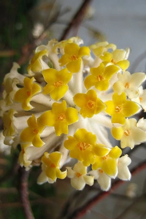 Snow Cream Edgeworthia Paper Bush - 3 Gallon 8 Snow Cream Edgeworthia Paper Bush - 3 Gallon - Image 6
