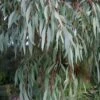 Angus Cold Hardy Eucalyptus Tree (Eucalyptus Nicholii) - 2 Gallon Pot 2 Angus Cold Hardy Eucalyptus Tree (Eucalyptus Nicholii) - 2 Gallon Pot -FRUIT TREES & PLANTS Shop eucalyoptus nicholii angus 1 2