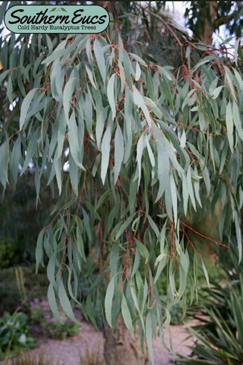Angus Cold Hardy Eucalyptus Tree (Eucalyptus Nicholii) - 5 Gallon Pot 2 Angus Cold Hardy Eucalyptus Tree (Eucalyptus Nicholii) - 5 Gallon Pot