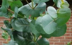 Big O Cold Hardy Eucalyptus Tree (Eucalyptus Neglecta) - 2 Gallon Pot 16 Big O Cold Hardy Eucalyptus Tree (Eucalyptus Neglecta) - 2 Gallon Pot -FRUIT TREES & PLANTS Shop eucalyptus bigo leaves 3