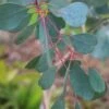 Lucky Country Cold Hardy Eucalyptus Tree (Eucalyptus Camphora) - Quart Pot -FRUIT TREES & PLANTS Shop eucalyptus camphora 2 2