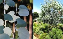 Mappa Tassie Cold Hardy Eucalyptus Tree (Eucalyptus Pauciflora) - 3 Quart Pot -FRUIT TREES & PLANTS Shop eucalyptus mappa tassie combo 1