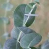 Big O Cold Hardy Eucalyptus Tree (Eucalyptus Neglecta) - 5 Gallon Pot (4-5') -FRUIT TREES & PLANTS Shop eucalyptus neglecta big 0 1