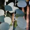 Mappa Tassie Cold Hardy Eucalyptus Tree (Eucalyptus Pauciflora) - 2 Gallon Pot 1 Mappa Tassie Cold Hardy Eucalyptus Tree (Eucalyptus Pauciflora) - 2 Gallon Pot -FRUIT TREES & PLANTS Shop eucalyptus pauciflora mappa tassie 1