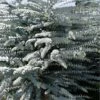 Bluey Cold Hardy Eucalyptus Tree (Eucalyptus Pulverulenta) - 5 Gallon Pot 2 Bluey Cold Hardy Eucalyptus Tree (Eucalyptus Pulverulenta) - 5 Gallon Pot -FRUIT TREES & PLANTS Shop eucalyptus pulverulenta bluey 1 4