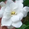 Fall In Love Cold Hardy Gardenia - 1 Gallon Pot 1 Fall In Love Cold Hardy Gardenia - 1 Gallon Pot -FRUIT TREES & PLANTS Shop gardenia Fall In Love WB 500x750 1