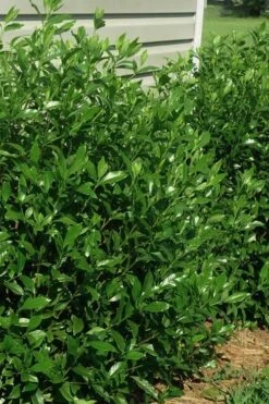 August Beauty Gardenia - 3 Gallon Pot -FRUIT TREES & PLANTS Shop gardenia august beauty 5 2