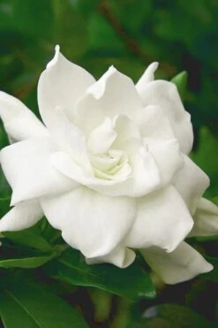 August Beauty Gardenia (Single Trunk Topiary Tree) - 5 Gallon Pot 10 August Beauty Gardenia (Single Trunk Topiary Tree) - 5 Gallon Pot -FRUIT TREES & PLANTS Shop gardenia august beauty 5 500x750 2