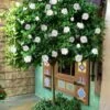 August Beauty Gardenia (Single Trunk Topiary Tree) - 5 Gallon Pot -FRUIT TREES & PLANTS Shop gardenia august beuaty tree 5
