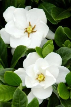 Buttons Gardenia - 1 Gallon Pot 11 Buttons Gardenia - 1 Gallon Pot -FRUIT TREES & PLANTS Shop gardenia buttons 1 2