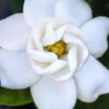 Buttons Gardenia - 6 Pack Of 1 Gallon Pots 2 Buttons Gardenia - 6 Pack Of 1 Gallon Pots -FRUIT TREES & PLANTS Shop gardenia buttons 2 1