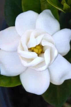 Buttons Gardenia - 3 Gallon Pot