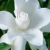 Celestial Star Gardenia - 1 Gallon Pot -FRUIT TREES & PLANTS Shop gardenia celestial star 1