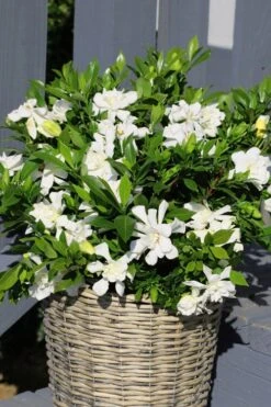 Celestial Star Gardenia - 1 Gallon Pot -FRUIT TREES & PLANTS Shop gardenia celestial star 3