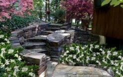 Celestial Star Gardenia - 1 Gallon Pot -FRUIT TREES & PLANTS Shop gardenia celestial star 5