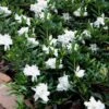 Radicans Creeping Dwarf Gardenia - 1 Gallon Pot 2 Radicans Creeping Dwarf Gardenia - 1 Gallon Pot -FRUIT TREES & PLANTS Shop gardenia creeping 22 1