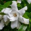 Fool Proof Gardenia - 2 Gallon Pot 1 Fool Proof Gardenia - 2 Gallon Pot -FRUIT TREES & PLANTS Shop gardenia fool proof 1