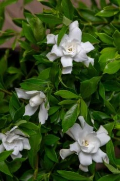 Fool Proof Gardenia - 3 Gallon Pot -FRUIT TREES & PLANTS Shop gardenia fool proof 4 1