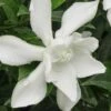 Frost Proof Gardenia - 1 Gallon Pot -FRUIT TREES & PLANTS Shop gardenia frost proof 15 2