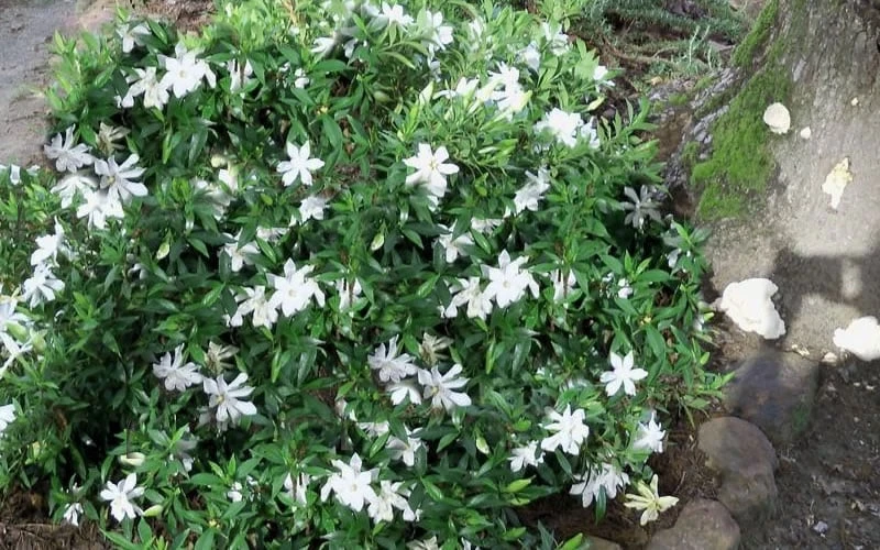 Frost Proof Gardenia - 1 Gallon Pot 6 Frost Proof Gardenia - 1 Gallon Pot - Image 4