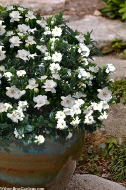 Buttons Gardenia - 3 Gallon Pot -FRUIT TREES & PLANTS Shop gardenia jasminoides buttons 10