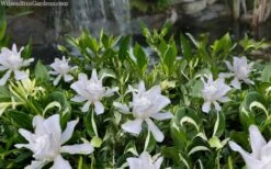 Crescent Moon Dwarf Gardenia - 6 Pack Of 1 Gallon Pots 11 Crescent Moon Dwarf Gardenia - 6 Pack Of 1 Gallon Pots -FRUIT TREES & PLANTS Shop gardenia jasminoides crescent moon dwarf creeping 2 1