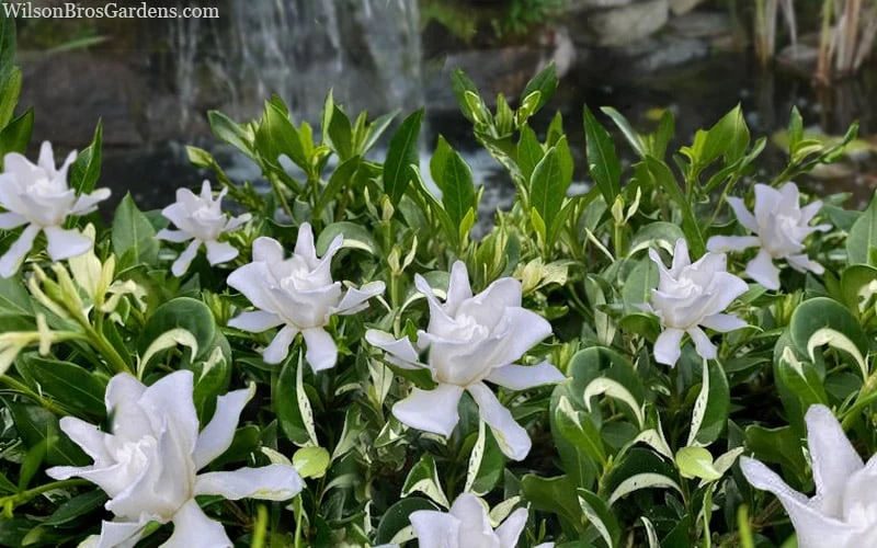 Crescent Moon Dwarf Gardenia - 6 Pack Of 1 Gallon Pots 7 Crescent Moon Dwarf Gardenia - 6 Pack Of 1 Gallon Pots - Image 5