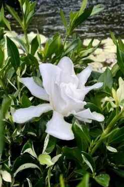 Crescent Moon Dwarf Gardenia - 6 Pack Of 1 Gallon Pots 10 Crescent Moon Dwarf Gardenia - 6 Pack Of 1 Gallon Pots -FRUIT TREES & PLANTS Shop gardenia jasminoides crescent moon dwarf creeping 6 1